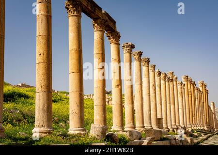 Colonne della strada colonnata nel sito storico romano di Gerasa, Jerash, Giordania. Turismo in Giordania Foto Stock