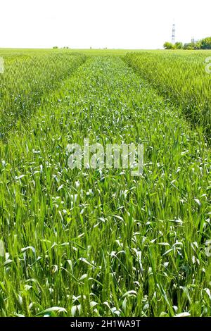 Verde di grano tenero invernale nei campi in Ucraina Foto Stock