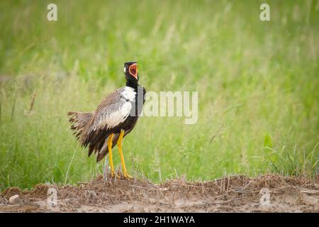 Northern Black Korhaan (Afrotis afraoides) chiamato anche White-quilled Bustard visualizzazione chiamata. Parco Nazionale di Etosha, Namibia, Africa Foto Stock