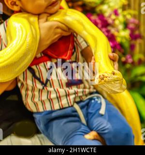 Il pitone birmano Albino si avvolse attorno ad un ragazzo. È un animale domestico popolare in Thailandia. Foto Stock