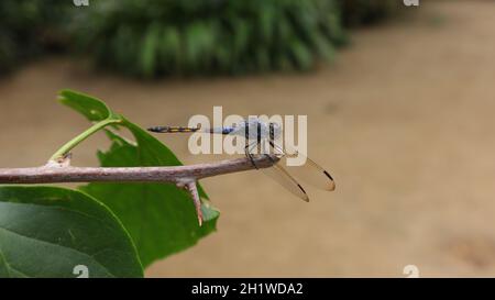 Vista laterale di una libellula viola più scura appollaiata sull'estremità superiore di una punta di ramo rotta Foto Stock