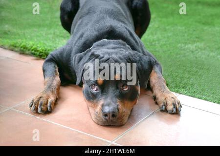 Rottweiler cane con la testa sdraiata a terra, occhi curiosi. Foto Stock