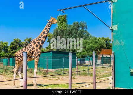 Mangiare la giraffa, Safari Park - Maiorca Foto Stock