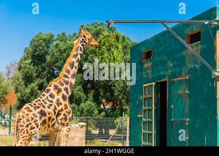 Mangiare la giraffa, Safari Park - Maiorca Foto Stock