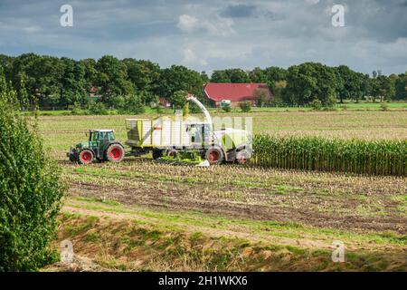 Vista a distanza di un team di raccolta del mais composto da una trincia con braccio di prolunga sul rimorchio ribaltabile dietro il trattore al lavoro Foto Stock