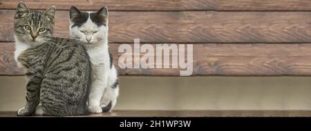 Immagine banner ritratto dei gatti piccoli con spazio di copia Foto Stock