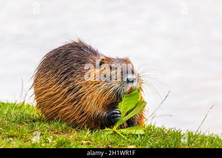 nutria mangiare una foglia di albero alla riva del fiume, acqua sullo sfondo Foto Stock