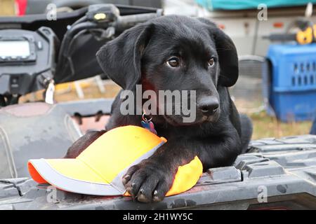 Un cucciolo giovane con un cappuccio cacciatore. Foto Stock