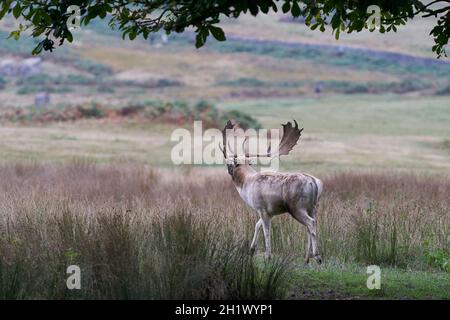 Lo Stag di Deer di Fallow (Dama dama) ruggisce per avvertire i rivali durante il rut annuale in Bradgate Park, Leicestershire, Inghilterra. Foto Stock