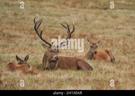 Lo Stag dominante del cervo rosso (Cervus elaphus) riposante tra alcuni degli indds nel suo gruppo di allevamento durante il rut annuale in Bradgate Park, Leicestershire Foto Stock