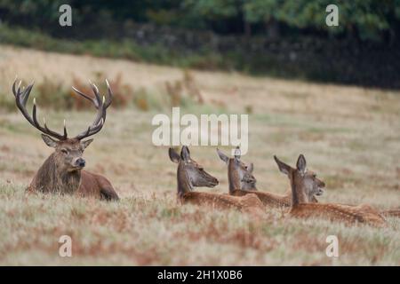 Lo Stag dominante del cervo rosso (Cervus elaphus) riposante tra alcuni degli indds nel suo gruppo di allevamento durante il rut annuale in Bradgate Park, Leicestershire Foto Stock