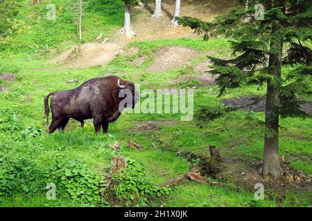 Bisonte europeo maschio adulto nel Parco Nazionale di Bieszczady in Polonia Foto Stock