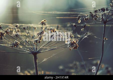 Infiorescenze secche di una pianta ombrello alla luce del sole in un giorno d'autunno. Teste di piante di ombrello asciutte e ragnatela nella luce blu fredda. Foto Stock