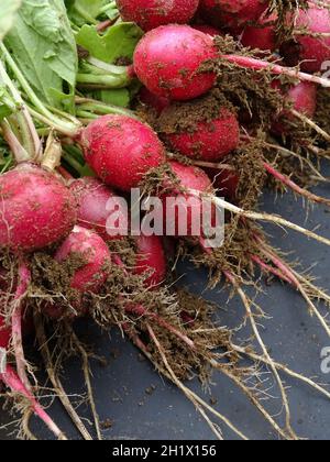 un mazzetto di ravanelli rossi (raphanus sativus) appena raccolti dall'orto giacente su sfondo grigio, con radici, sabbia e foglie. Foto Stock