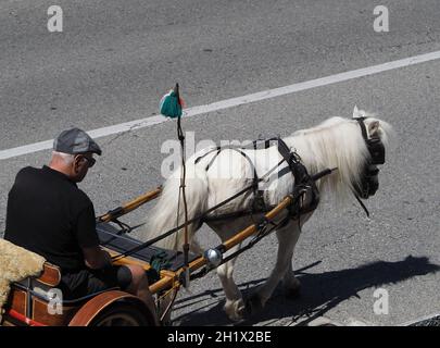 TORINO, ITALIA - CIRCA LUGLIO 2021: Uomo che guida un cavallo bianco con due ruote a carro Foto Stock