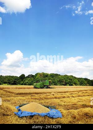 Una mietitrebbia moderna che lavora su un campo di grano, la raccolta, terreni agricoli. Il primo lotto di grano giace su un tarp Foto Stock