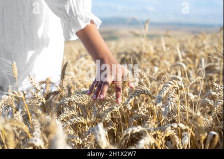 La donna irriconoscibile tocca delicatamente il grano crescente al tramonto d'oro. Spensierata femmina che cammina lungo un campo di raccolto sta toccando la segale. Foto di alta qualità Foto Stock