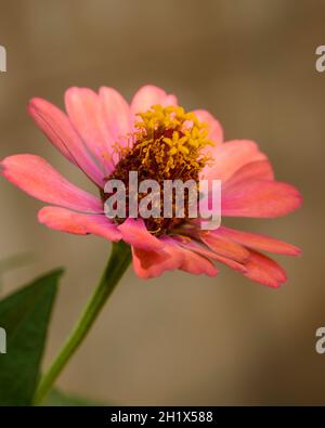 Splendido fiore di zinnia rosa con balza gialla su sfondo sfocato. Isolato Macro primo piano di un fiore a margherita. Margherita Foto Stock