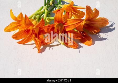 Un bouquet di fiori di daygigli arancioni su sfondo grigio. Vista dall'alto. Foto Stock