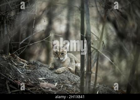 jungle cat o felis chaus o reed cat kitten bella immagine d'arte o ritratto nel safari all'aperto della foresta al parco nazionale di kanha tiger reserve madhya pradesh Foto Stock