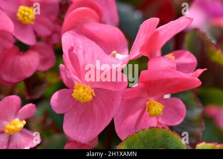 Primo piano di salmone rosa Begonia fiori Foto Stock