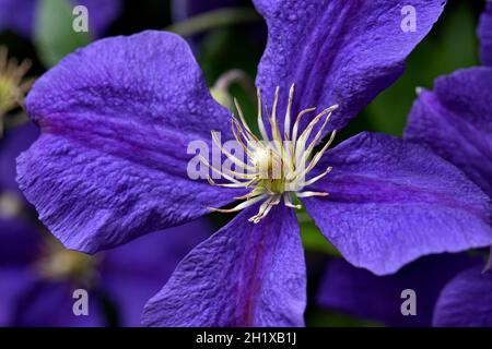 Bella clematide viola intenso fiorente. Jackmanii che ha 4 petali Foto Stock