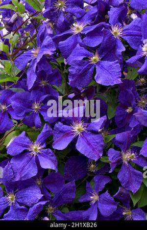 Bella clematide viola intenso fiorente. Jackmanii che ha 4 petali Foto Stock