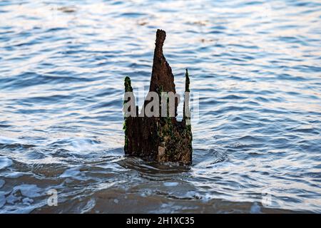 Eroso 120 anni di legno costiero difesa groynes Foto Stock