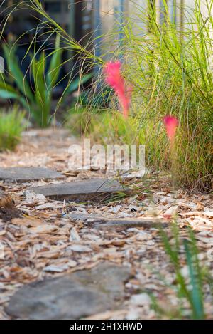 Percorso giardino australiano accanto alle erbe wallaby autoctone e uno sfondo Gymea Lilly coperto di eucalipto pacciame di trucioli e pietra arenaria stepping pietre Foto Stock