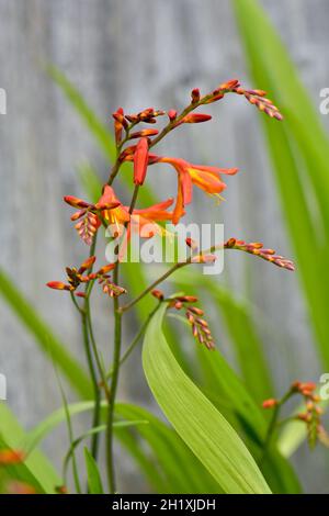 La Crocosmia fiorente (montbretia) presa in estate Foto Stock