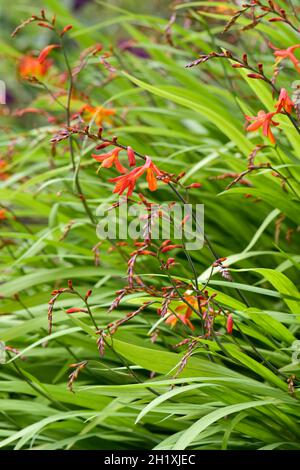 La Crocosmia fiorente (montbretia) presa in estate Foto Stock