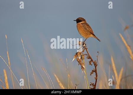 Maschio Stonechat arroccato su un bramble a RSPB Mismere Suffolk Foto Stock