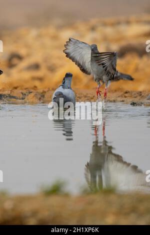 Rock dove bere acqua dalla piscina nel deserto Foto Stock