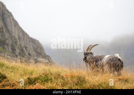 Vista posteriore della capra di montagna gallese isolata nel Parco Nazionale di Snowdonia, Galles del Nord, Regno Unito, vagando selvaggio ai piedi del Monte Tryfan nella nebbia d'autunno. Foto Stock