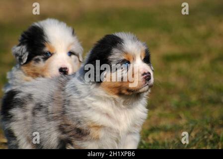 Il pastore australiano ha purebred i cuccioli nel prato Foto Stock