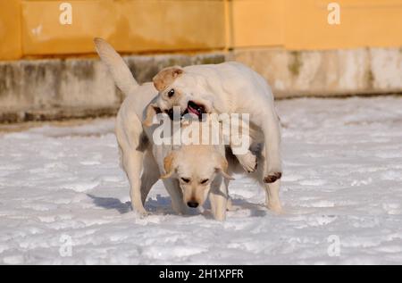 Primo piano di due Labrador gialli che giocano nella neve. Foto Stock