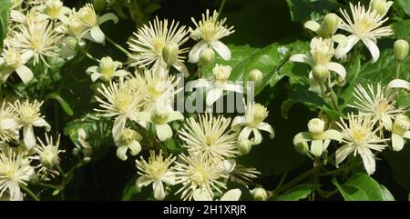 Fiori di clematide selvaggia, di gioia del viaggiatore o di barba di un uomo anziano (Clematis vitalba) che crescono in cima a scogliere di gesso vicino a Eastbourne. Eastbourne, East S Foto Stock