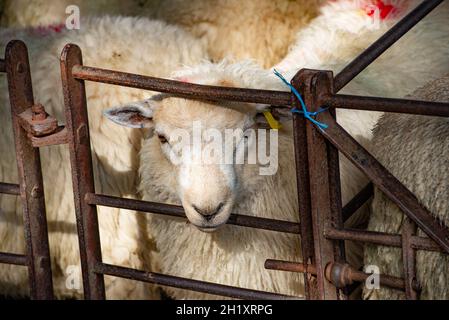 Agnelli in penne in un mercato di bestiame, Galles del Nord, Regno Unito Foto Stock