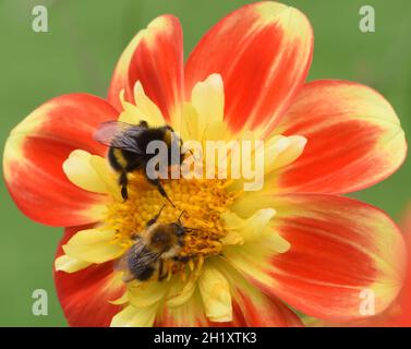 Un bumblebee o un bumblebee di terra grande (Bombus terrestris) ed un'ape comune di carda (Bombus pascuorum) foraggio per nettare e polline i Foto Stock