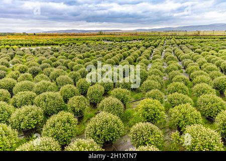 Ampia vista del bel campo di piante fresche di fiori di Chrysanthemum Foto Stock