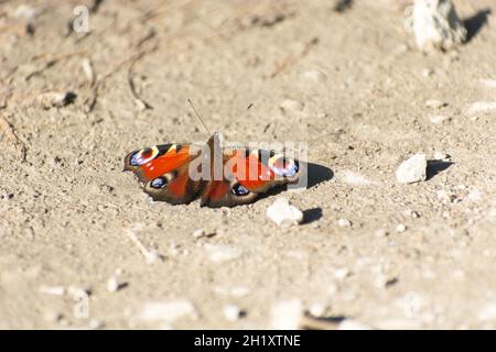 Aglais io crogiolarsi al sole, giorno d'autunno Foto Stock