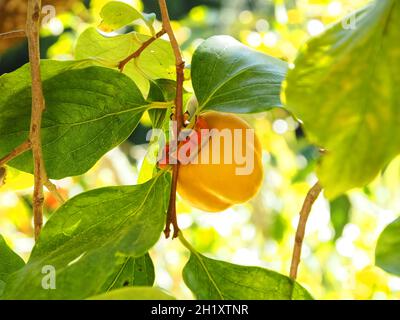 frutta di persimmon di kaki su un albero Foto Stock