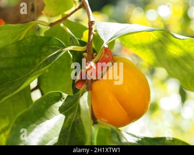 frutta di persimmon di kaki su un albero Foto Stock