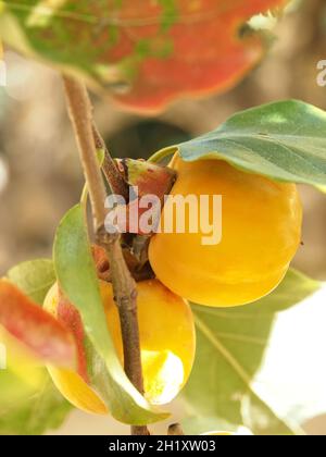 frutta di persimmon di kaki su un albero Foto Stock