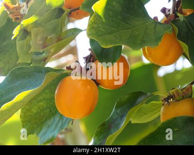 frutta di persimmon di kaki su un albero Foto Stock