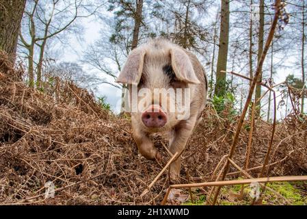 Gloucester Old Spot giovane cinghiale in bosco, Yorkshire, Regno Unito Foto Stock