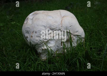 Puffball Foto Stock