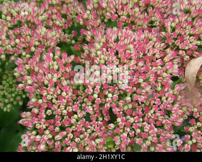 primo piano del sedum rosa fiorente (spectabile) Foto Stock