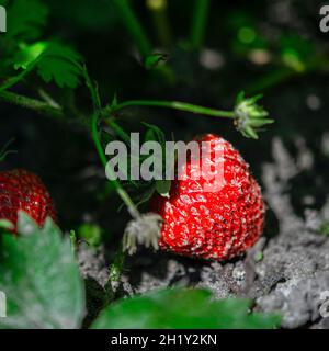 Un cespuglio di fragole con frutta matura e verde in giardino. Foglie naturalmente sporche da terra, file di fragole sullo sfondo. Foto Stock