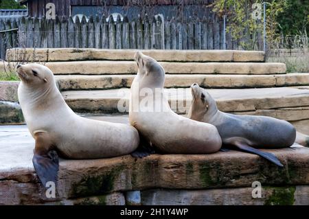 Tre leoni marini californiani, Zalophus californianus Foto Stock